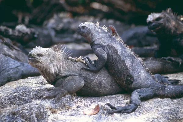 Marine iguanas seen during a Galapagos cruise