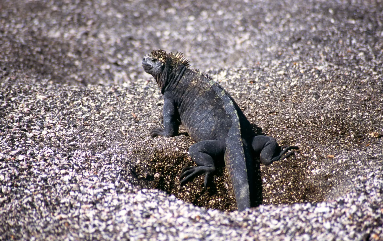 Wildlife viewing on the Galapagos:  Marine Iguanas