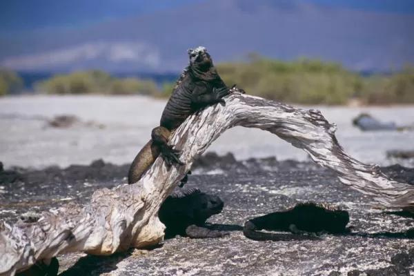 Marine iguana found during a Galapagos Islands cruise
