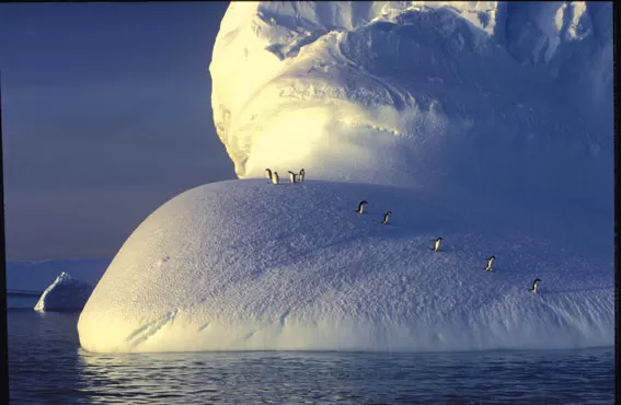 Penguin riding the iceberg