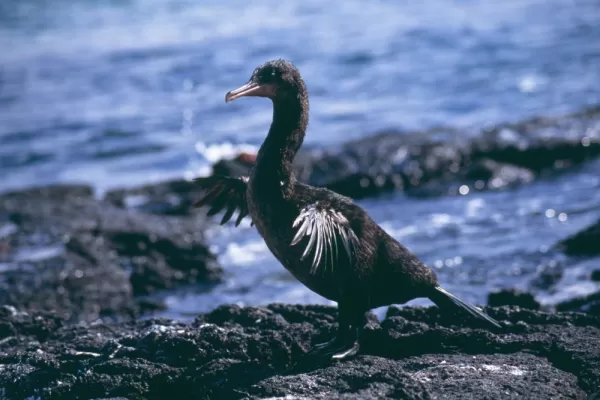 A Flightless Cormorant found on Fernandina and Isabela Islands in the Galapagos