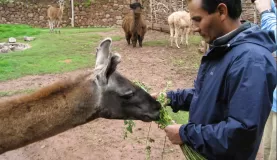 Ayul feeds the vicuna