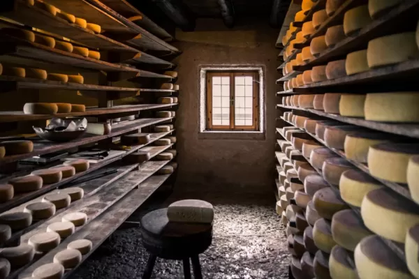 Traditional cheese cellar