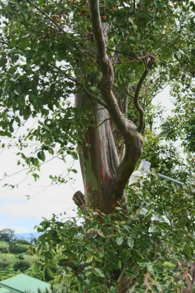 A cool naturally painted tree at Doka Estate