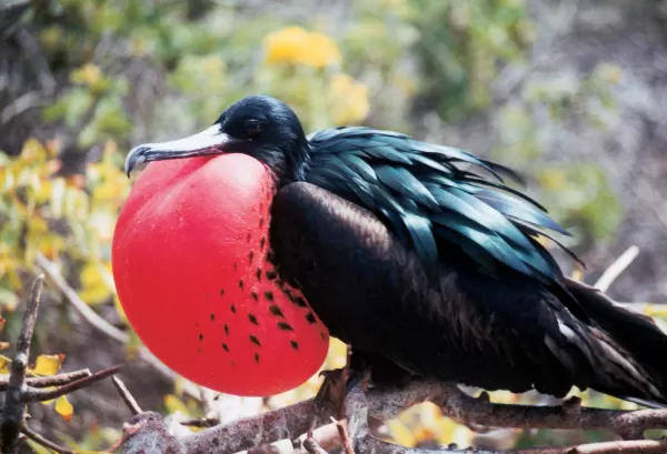 See colorful Frigatebird birds on your trip to the Galapagos