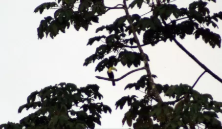 Another Tucan-We saw a lot of them!
