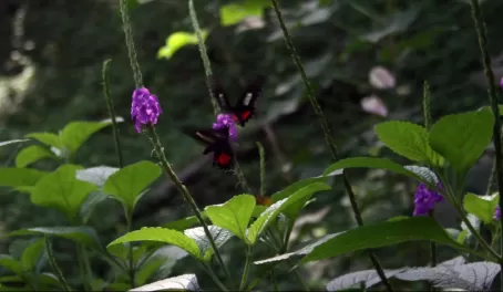 Some of the many butterflies-rainforest