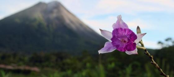 Arenal and flowers
