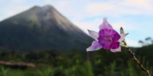 Arenal and flowers