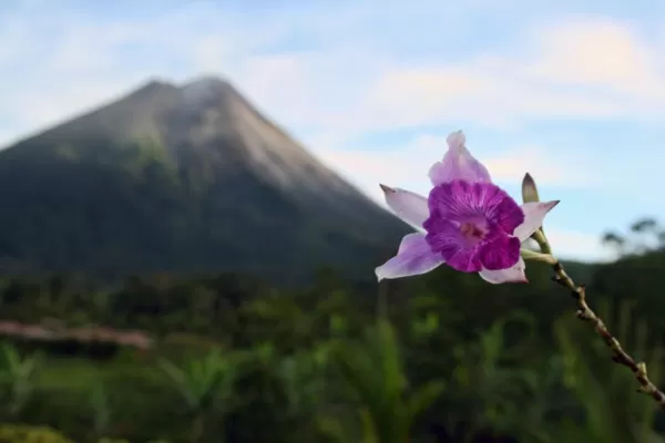 Arenal and flowers