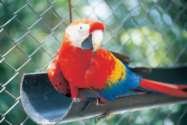 Discover The Birds of Costa Rica