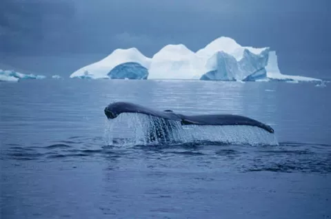 Whale breaching near the ship