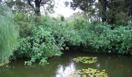 An entire pond ecosystem at the garden