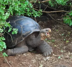 The late Lonesome George in the Galapagos