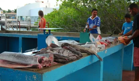 Fresh fish at the docks of Punta Ayora