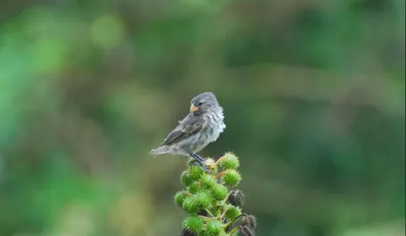 small tree finch