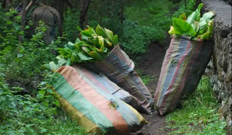 The locals gathered elephant ears in bundles