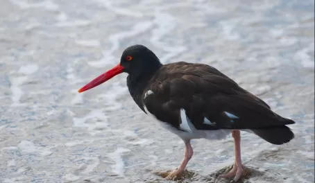 American oyster catcher wading as he looks for food