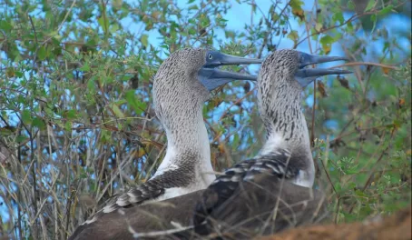 Blue footed boobie pair cooling off