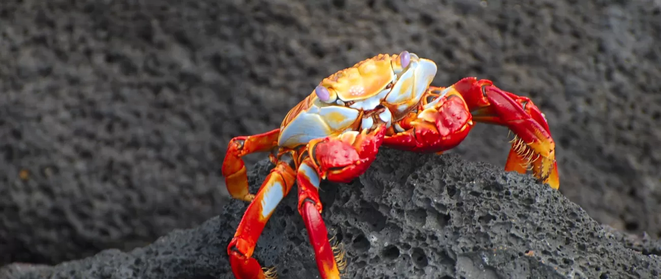 Colorful Sally Lightfoot crab on volcanic rock