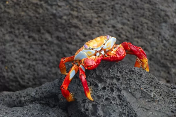 Colorful Sally Lightfoot crab on volcanic rock