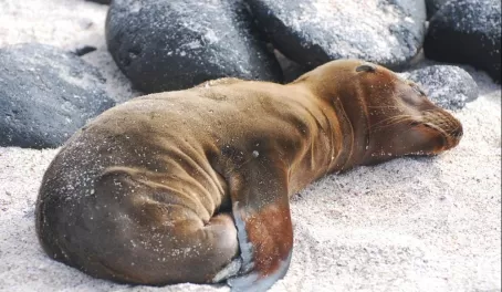 baby sea lion, perhaps 3 days old, sleeping and waiting.