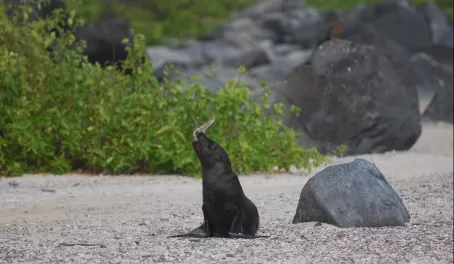Sea lion playing with a stick in the Galapagos