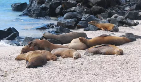 So many sea lions, so much time!