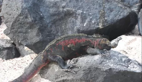 Marine iguanas have great camouflage on the island.