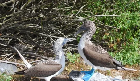 Blue-footed Boobies engaged in their famous mating ritual