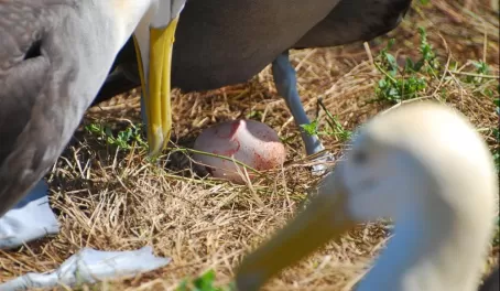 Waved albatross giving birth to an egg!