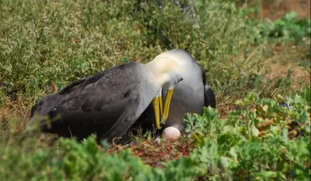 A pair of waved albatross admire their freshly-laid egg in the Galapagos