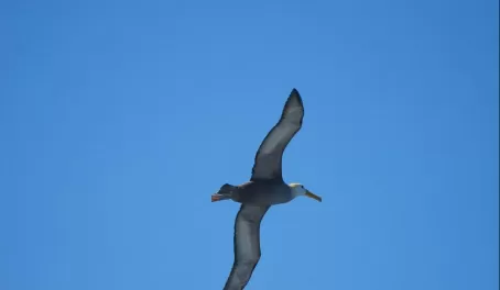 A good look at the wing span of the waved albatross.