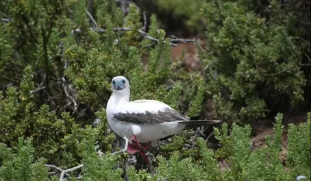 Red Footed Booby in the Galapagos