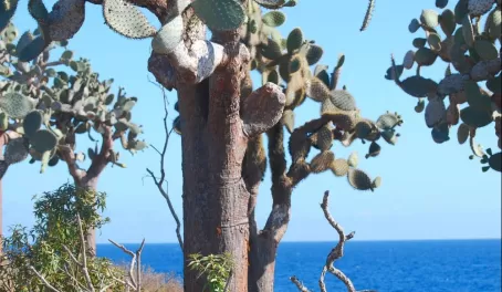 Cactus trees on Santa Fe Island