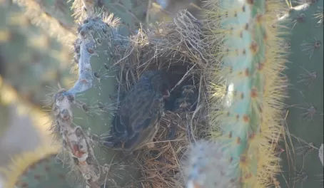 cactus finch and babies on Santa Fe