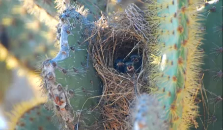 Hungry Cactus Finch babies waiting for mom