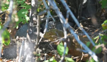 The comb of this land iguana can be seen through the bushes