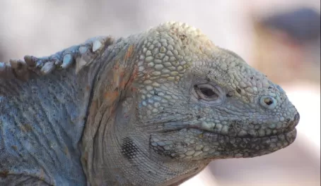 This close up shows the iguana's molting skin 