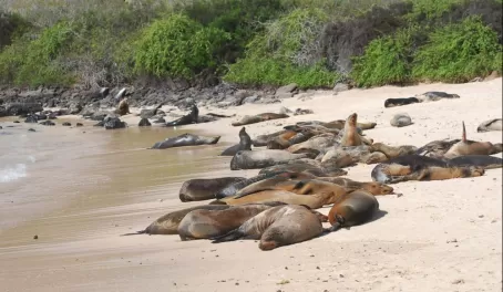 A colony of sea lions in the Galapagos