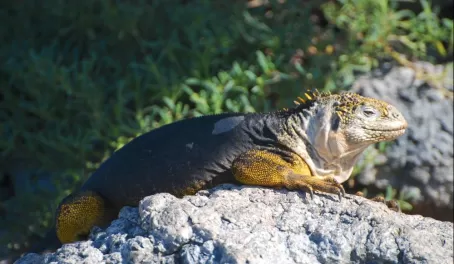 the golden color of this iguanas comes from the cactus fruit