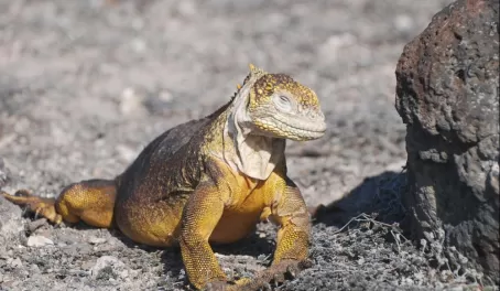The land iguana has adapted to the dry conditions in the Galapagos