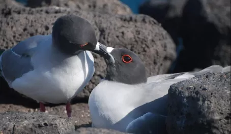 swallow tailed gull pair