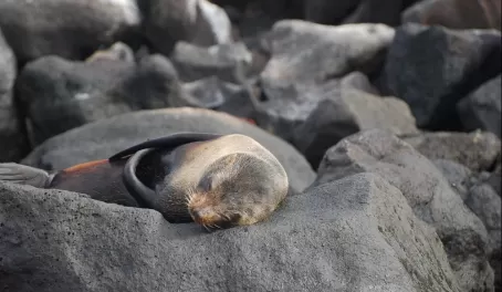 Fur seals sleeping on the rocks