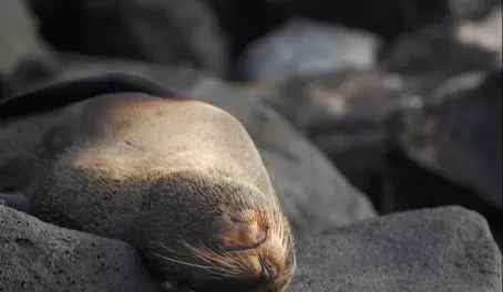 A fur seal stretches out on volcanic rock