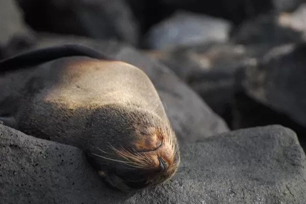 A fur seal stretches out on volcanic rock