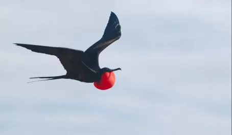 Magnificent Frigate Bird with inflated gular
