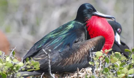 Nesting male with iridescent green w/ contrasting red gular 