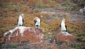 See Blue-footed Boobies on your trip to the Galapagos