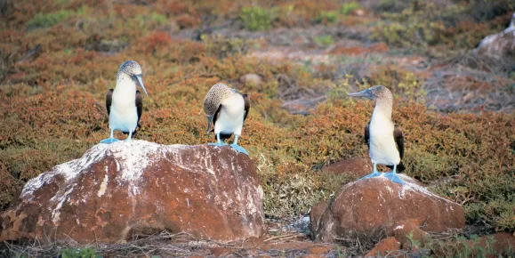 See Blue-footed Boobies on your trip to the Galapagos
